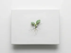 Groene kiemplant groeit door barst in wit keramiek, waterdruppel op blad, minimalistische compositie met zachte schaduwen.