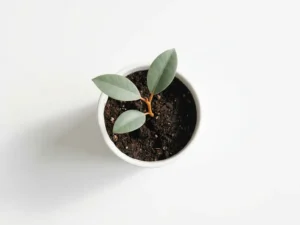 Jonge zaailing met drie blaadjes in donkere aarde, witte keramische pot, zacht ochtendlicht, minimalistische compositie
